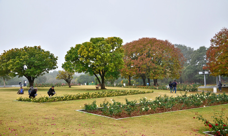 zakir-hussain-rose-garden-img